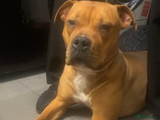 Mixed Breed dogs for sale - Advert 1