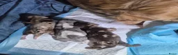 Miniature Dachshund dogs for sale: Stunning  miniature dachshunds boys x3 - Advert 4