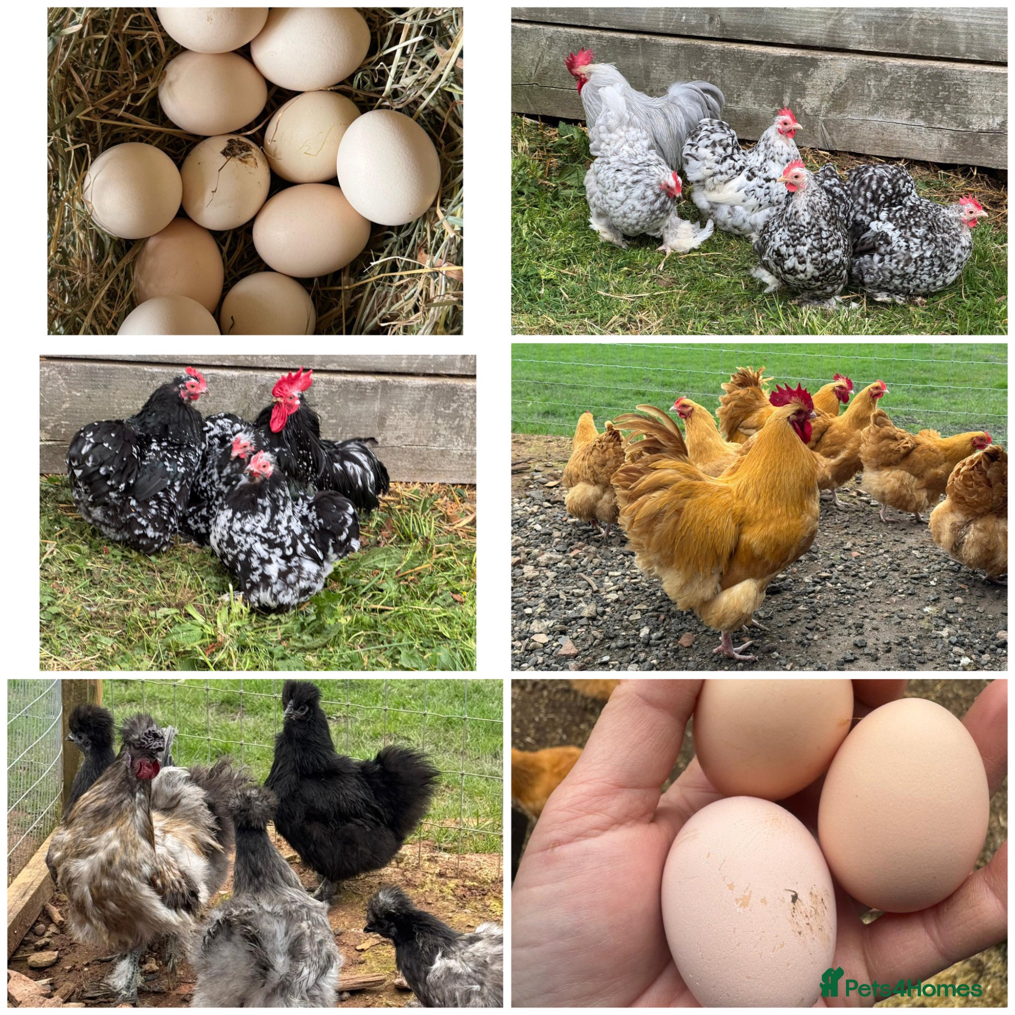 Chickens poultry Show Quality Hatching Eggs Various Breeds  - Advert 1