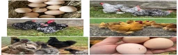 Chickens poultry for sale: Show Quality Hatching Eggs Various Breeds  - Advert 1