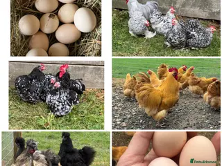 Chickens poultry Show Quality Hatching Eggs Various Breeds - Advert 2