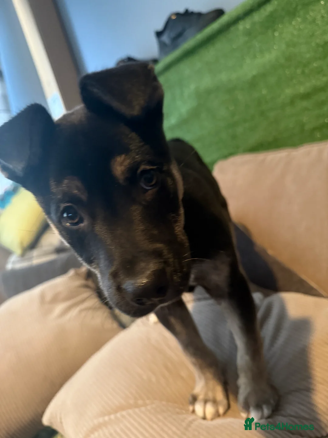 Mixed Breed dogs for sale: 5 month old husky mix Loki 💙 - Advert 2