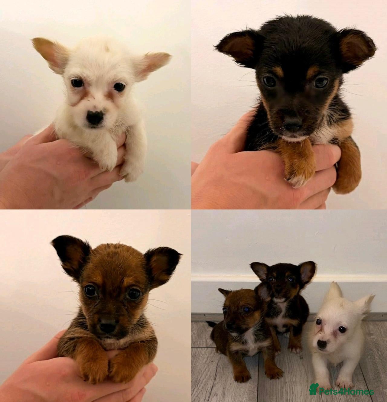 Chihuahua dogs Chihuahua Puppies  - Advert 2