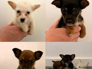 Chihuahua dogs Chihuahua Puppies - Advert 1