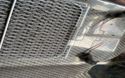 Mouse rodents for sale: Male mice free to a good home  - Image 5