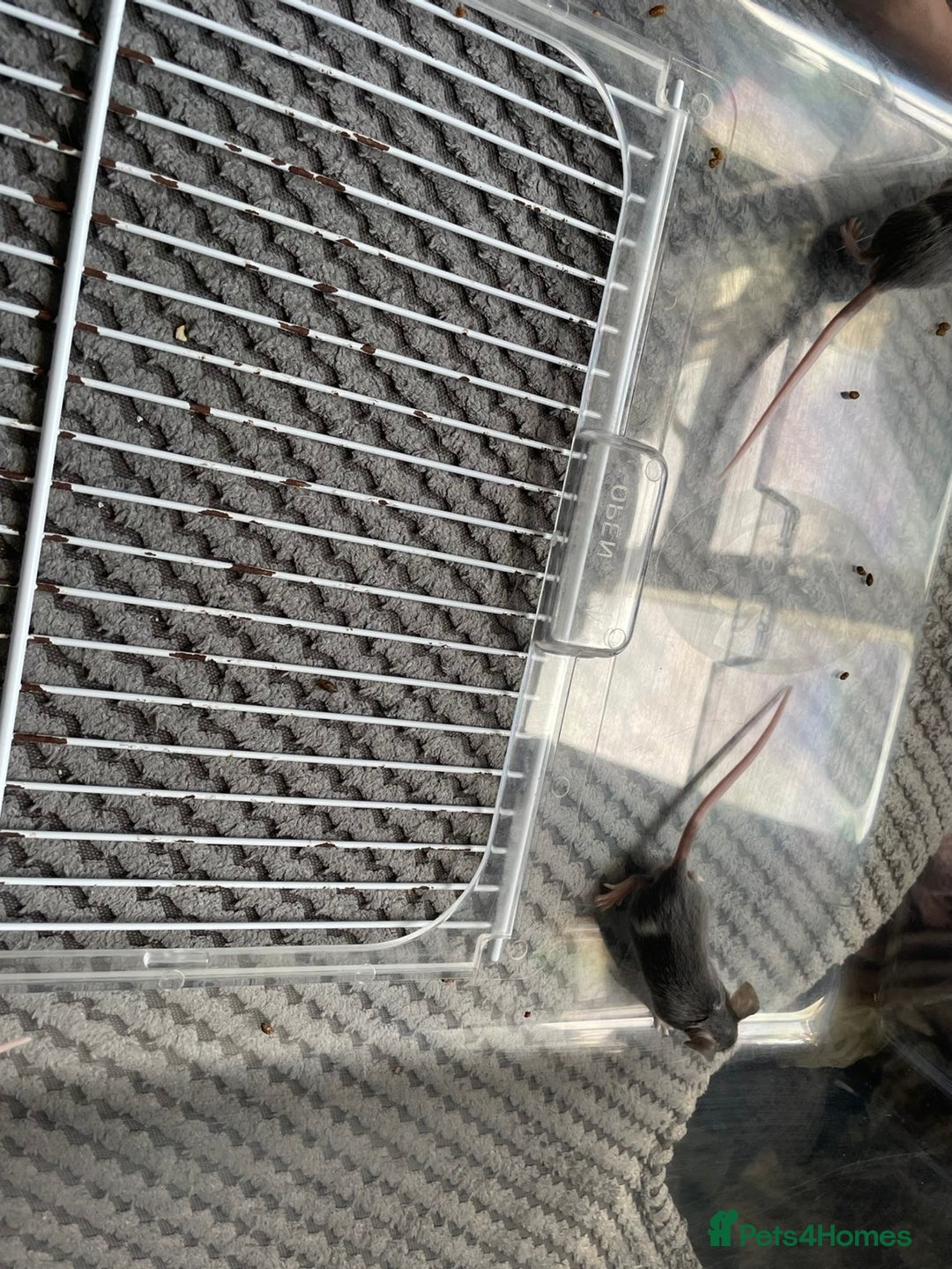 Mouse rodents for sale: Male mice free to a good home  - Image 5