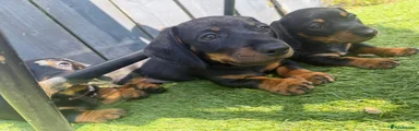 Dachshund 2