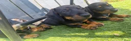 Dachshund dogs for sale: Dachshund pups  - Advert 4