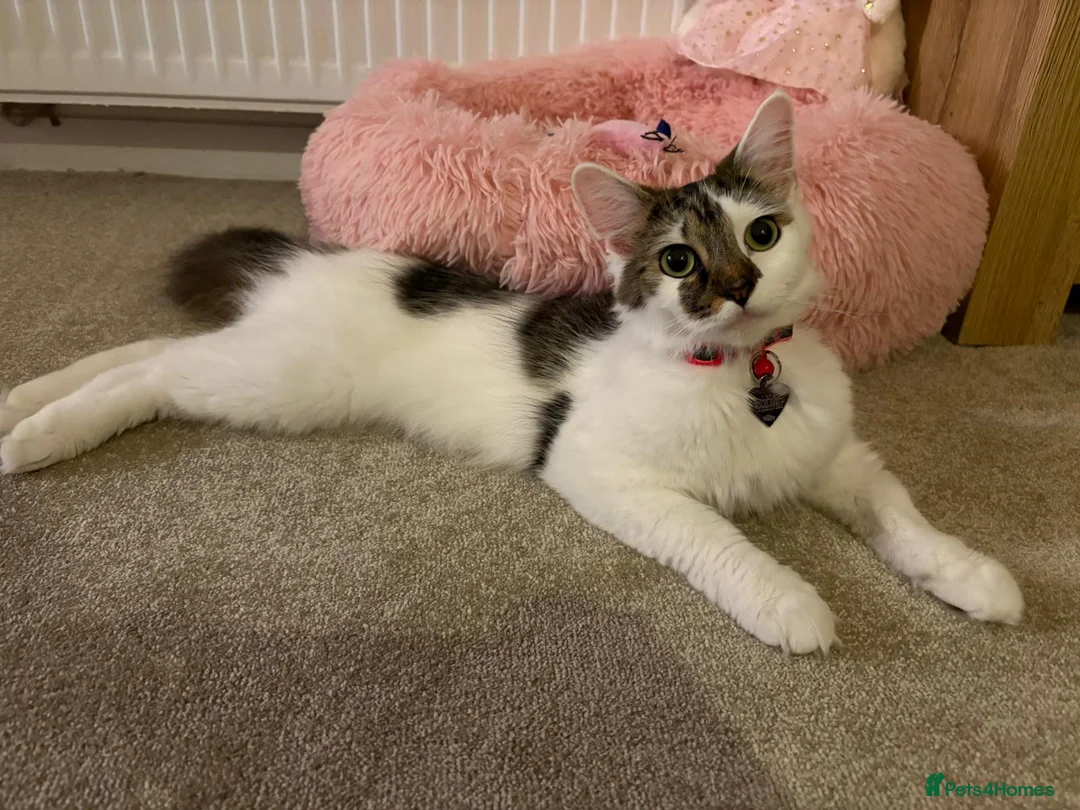 Mixed Breed cats for sale: Two beautiful British short hair mix boys  - Advert 2