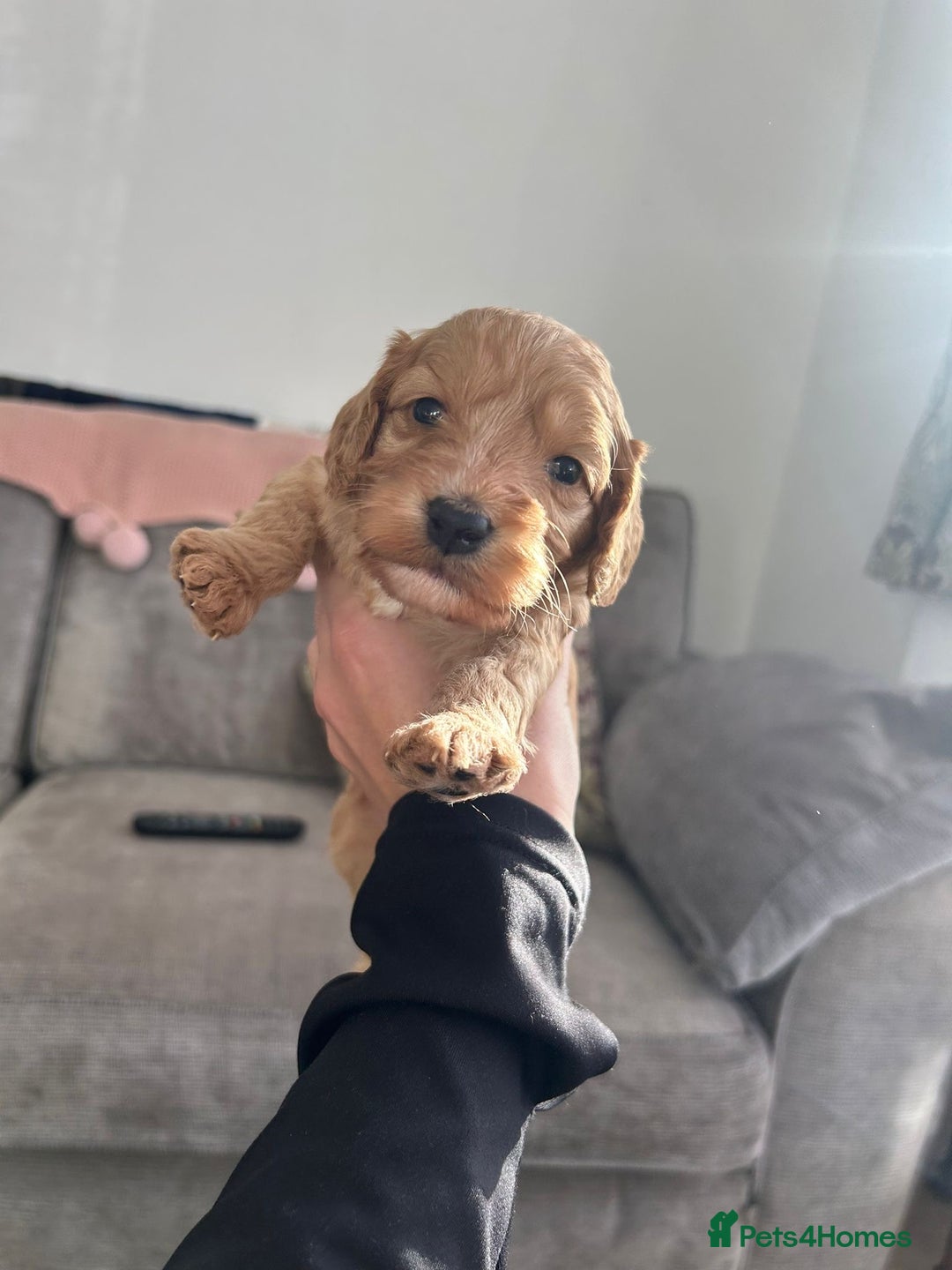 Cockapoo dogs for sale: Beautiful cockerpoos  - Advert 7