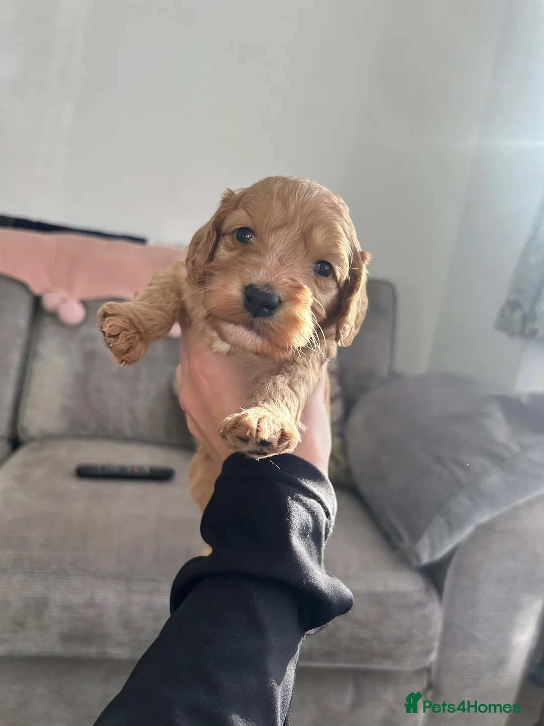 Cockapoo dogs for sale: Beautiful cockerpoos  - Advert 7