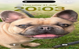 French Bulldog dogs for sale: 1 year old big bully headed boy called ‘zuggy’ - Image 1
