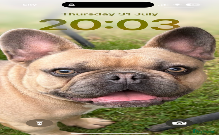 French Bulldog dogs - Advert 9