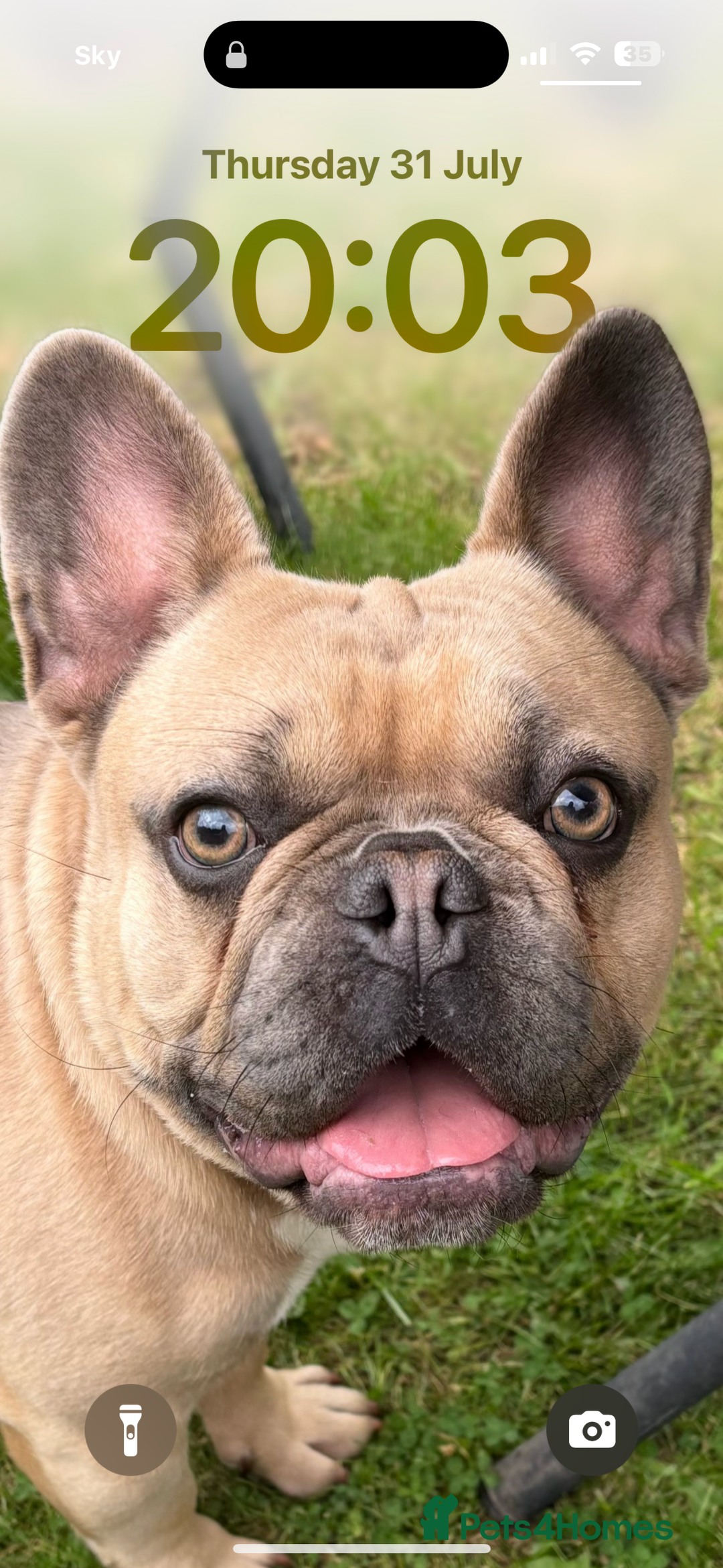 French Bulldog dogs for sale: 1 year old big bully headed boy called ‘zuggy’ - Image 1