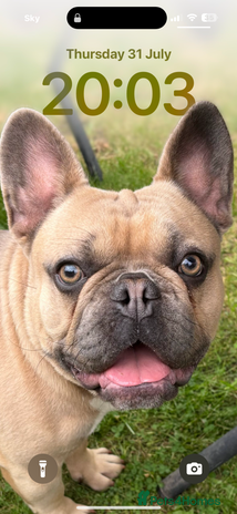 French Bulldog dogs - Advert 6