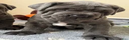 Neapolitan Mastiff dogs for sale: 2 puppies Neapolitan mastiff  - Advert 12