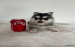 Pomsky dogs for sale: Honey I shrunk the Husky 😂 Genuine Toy size pomsk - Image 2