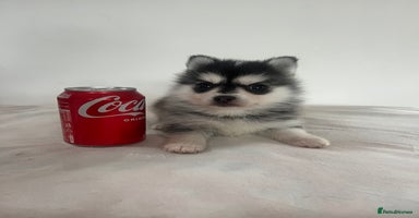 Pomsky dogs - Advert 2