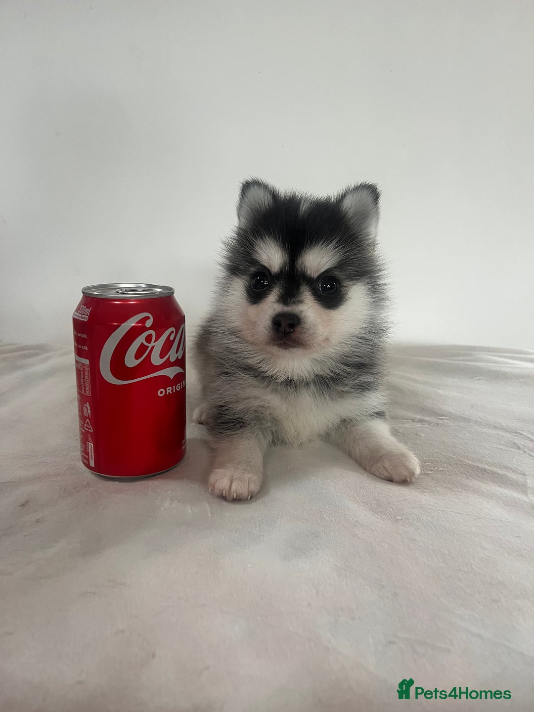 Pomsky dogs for sale: Honey I shrunk the Husky 😂 Genuine Toy size pomsk - Image 2