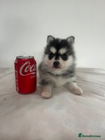 Pomsky dogs - Advert 2