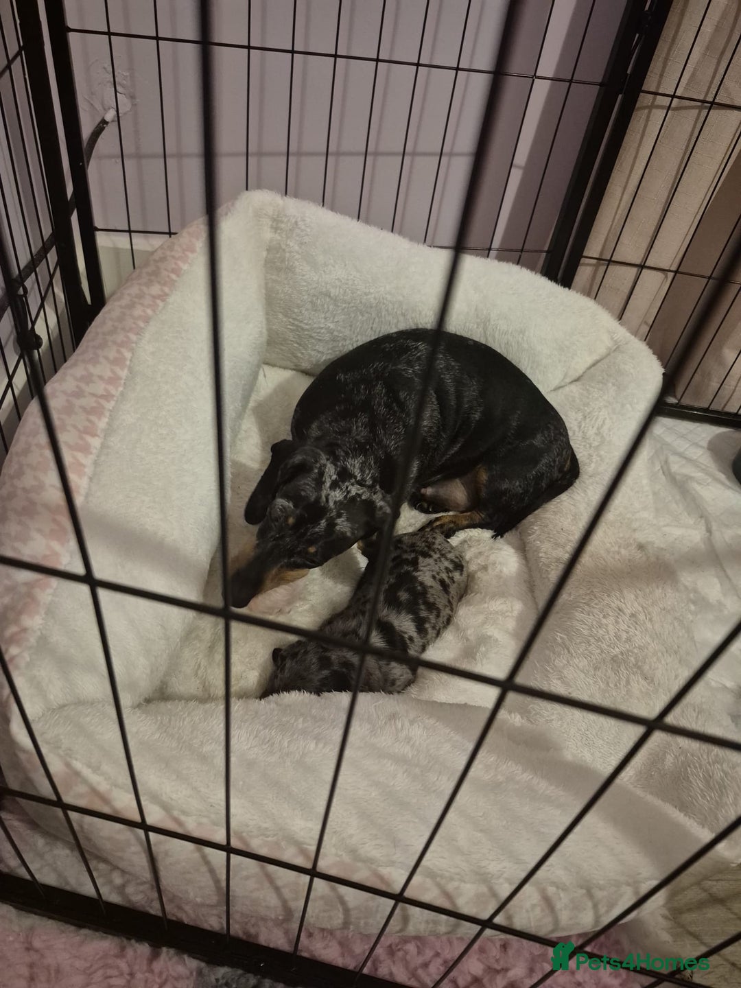 Miniature Dachshund dogs for sale: Miniature dachshund  - Advert 10