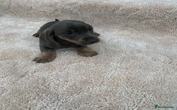 Miniature Dachshund dogs for sale: Miniature Dachshund Puppies - Image 6