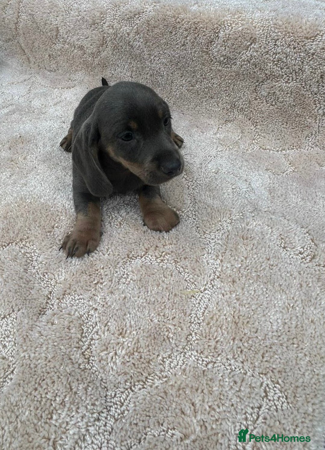 Miniature Dachshund dogs for sale: Miniature Dachshund Puppies - Image 6