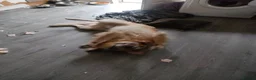 Golden Retriever dogs for sale: Baker - Advert 5