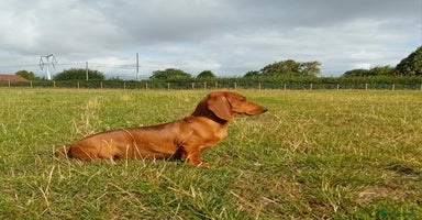 Dachshund dogs - Advert 1