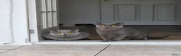 British Shorthair cats for sale: British Shorthair Kittens  - Advert 2