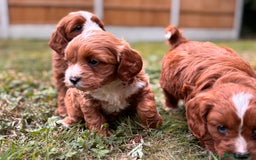 Cavapoo dogs for sale: Stunning cavapoo pups *ready to leave 29th august* - Image 10