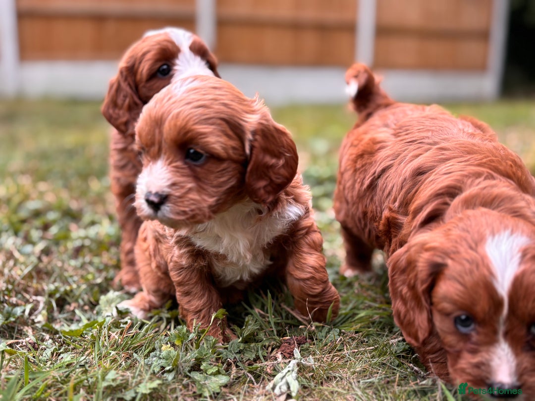 Cavapoo dogs for sale: Stunning cavapoo pups *ready to leave 29th august* - Image 10