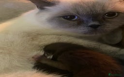 Mixed Breed cats for sale: 2 male kittens ready to leave today! - Image 2