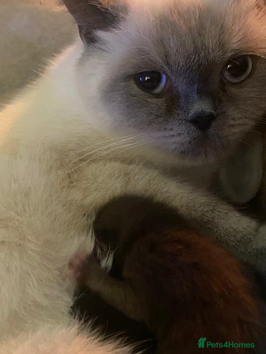 Mixed Breed cats for sale: 2 male kittens ready to leave today! - Image 2