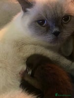 Mixed Breed cats - Advert 6