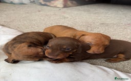 Miniature Dachshund dogs for sale: Miniature Dachshund Puppies  - Image 10