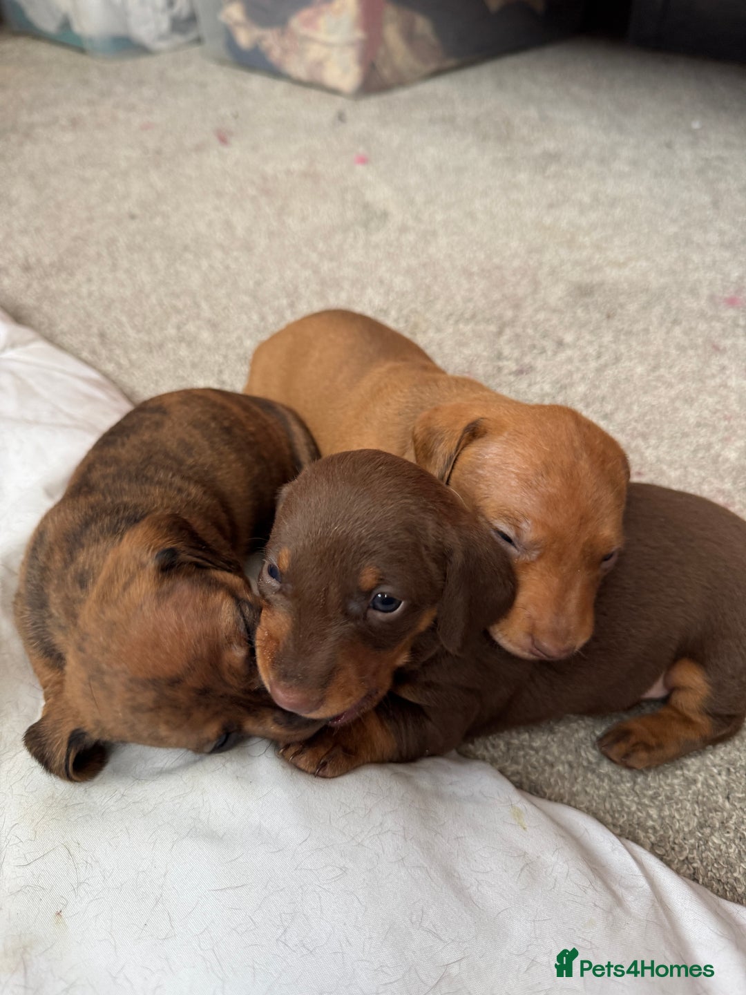 Miniature Dachshund dogs for sale: Miniature Dachshund Puppies  - Image 10
