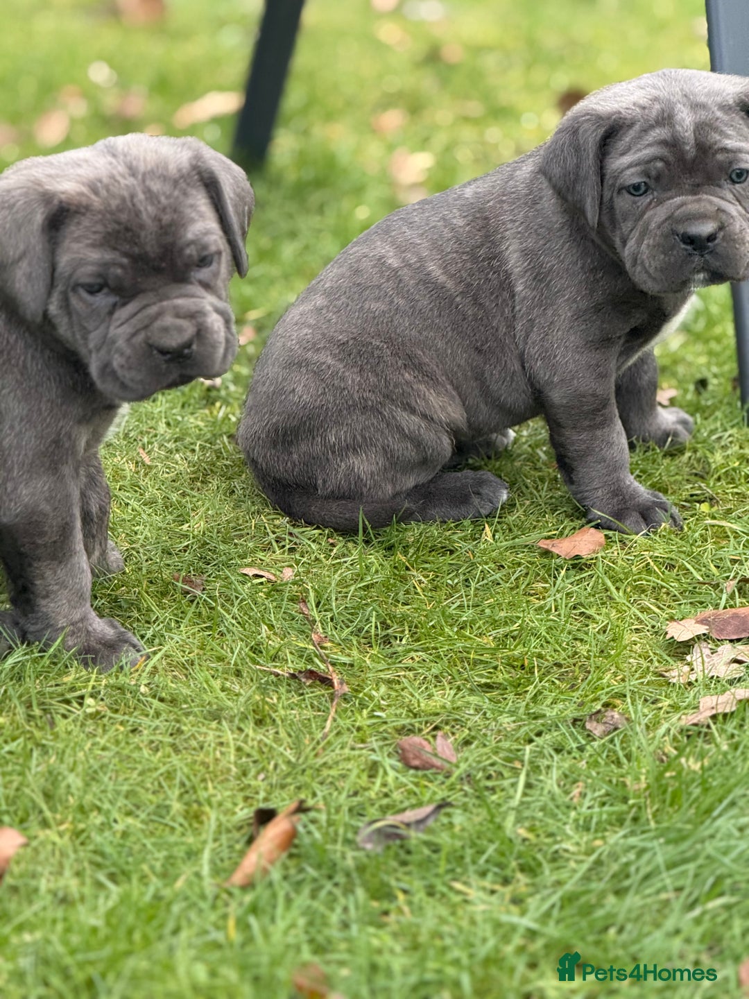 Cane Corso dogs for sale: Cane corso puppy’s  - Advert 6