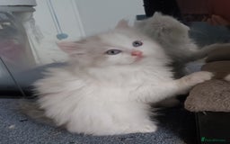 Ragdoll cats for sale: RAGDOLLS BICOLOUR BOY GIRLS BLUE EYES READY NOW  - Advert 28