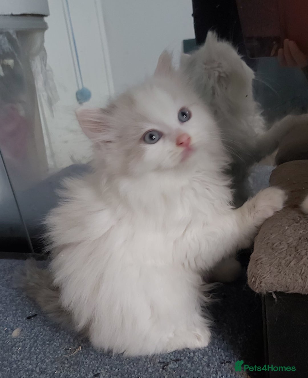 Ragdoll cats for sale: RAGDOLLS BICOLOUR BOY GIRLS BLUE EYES READY NOW  - Advert 28
