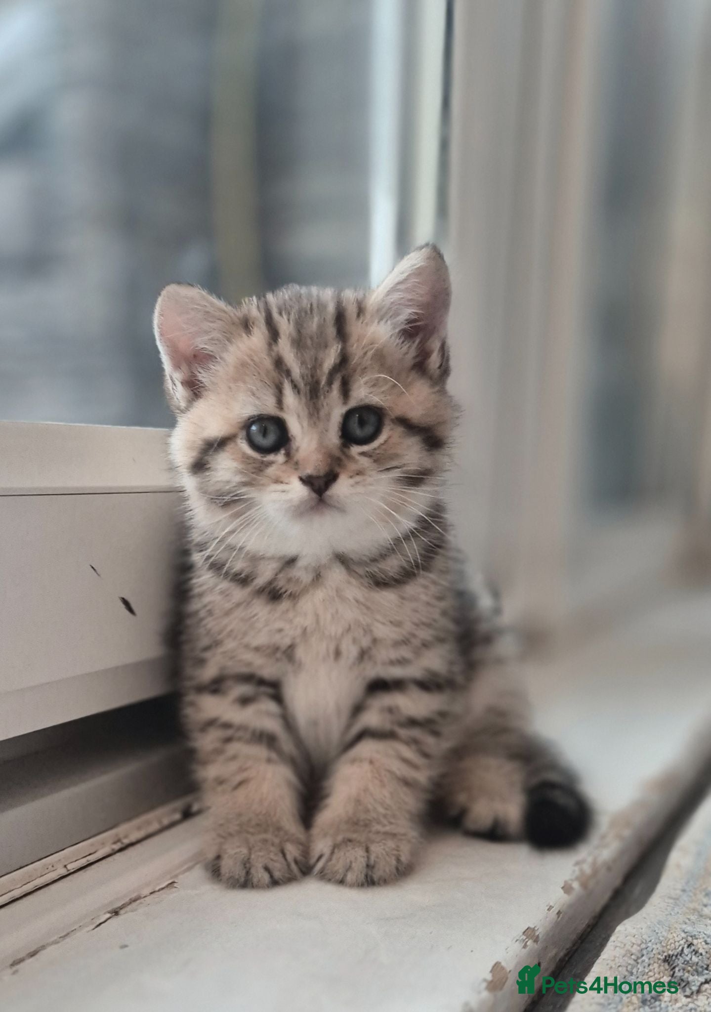 British Shorthair cats Champion bloodline, Health tested,Pedigree BSH - Advert 6