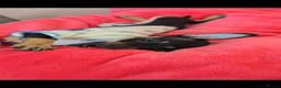 Russian Toy Terrier dogs for sale: Rare black russian toy. - Advert 1