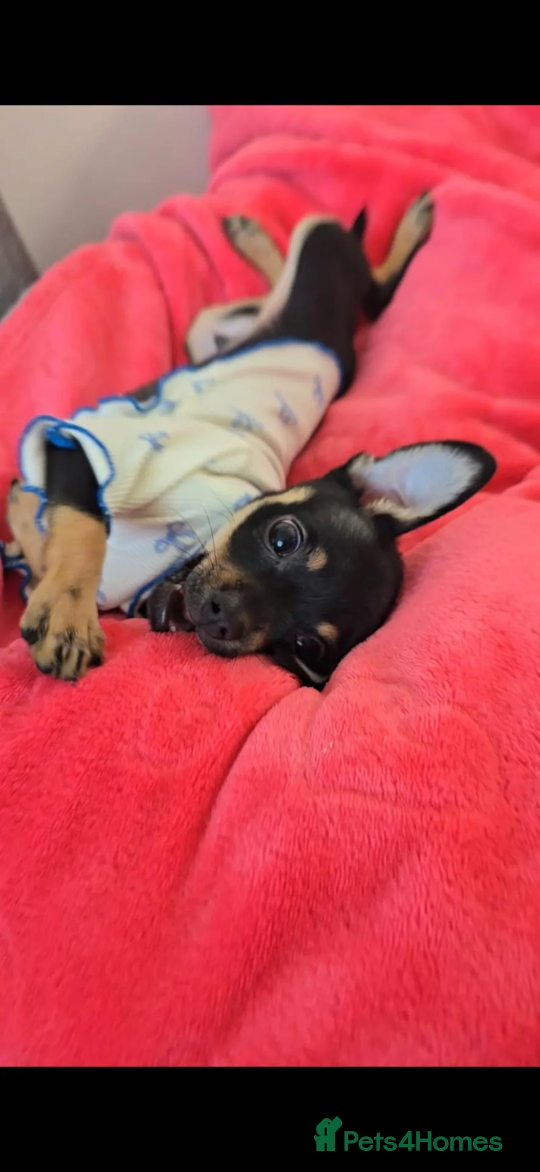 Russian Toy Terrier dogs for sale: Rare black russian toy. - Advert 1