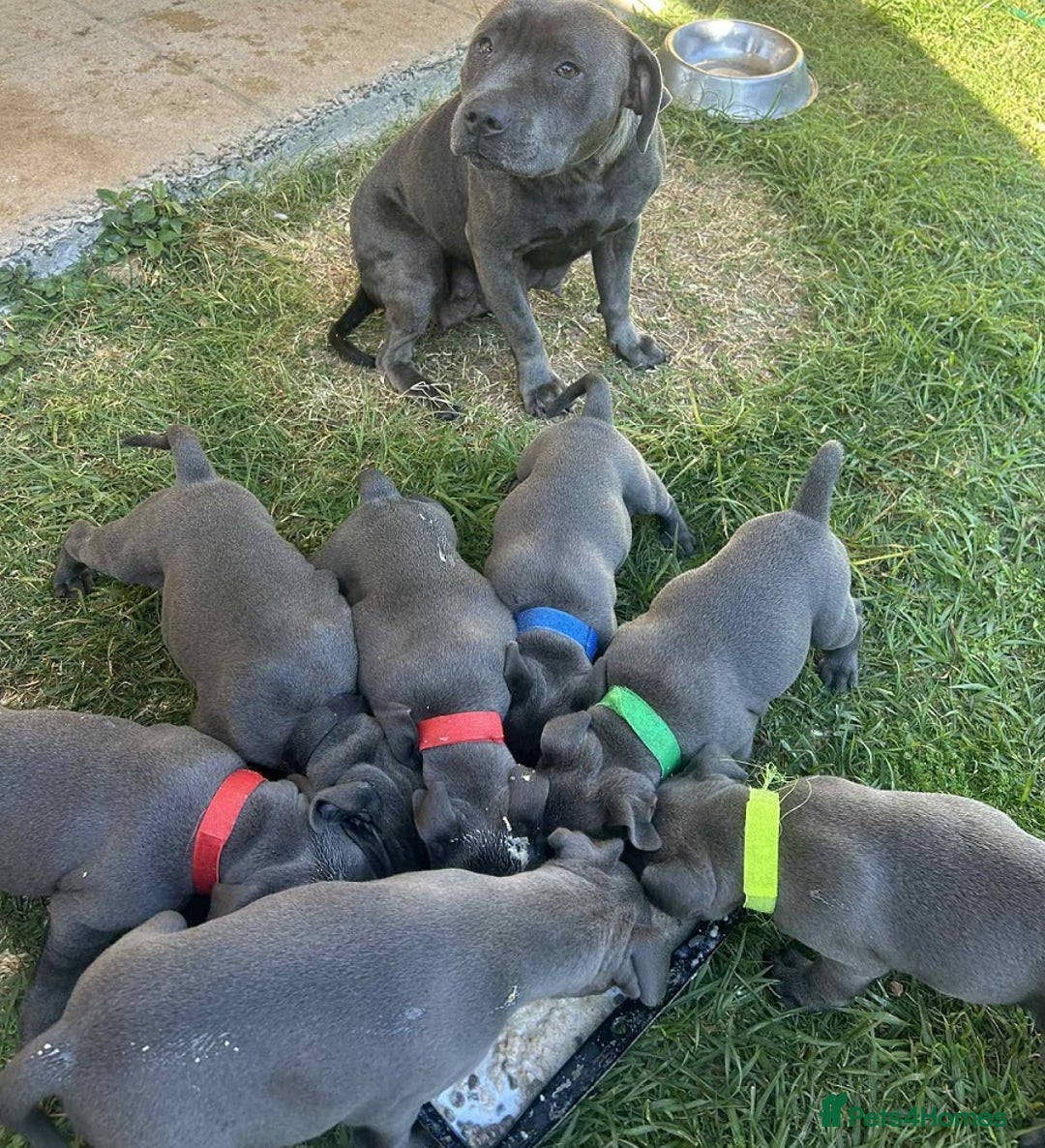 Staffordshire Bull Terrier dogs for sale: Purebred English Blue staffy puppies - Advert 5