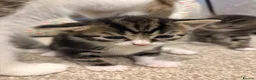 American Shorthair cats for sale: 4 Beautiful American Shorthair Kittens  - Advert 9