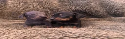 Miniature Dachshund dogs for sale: Miniature dachshunds  - Advert 4