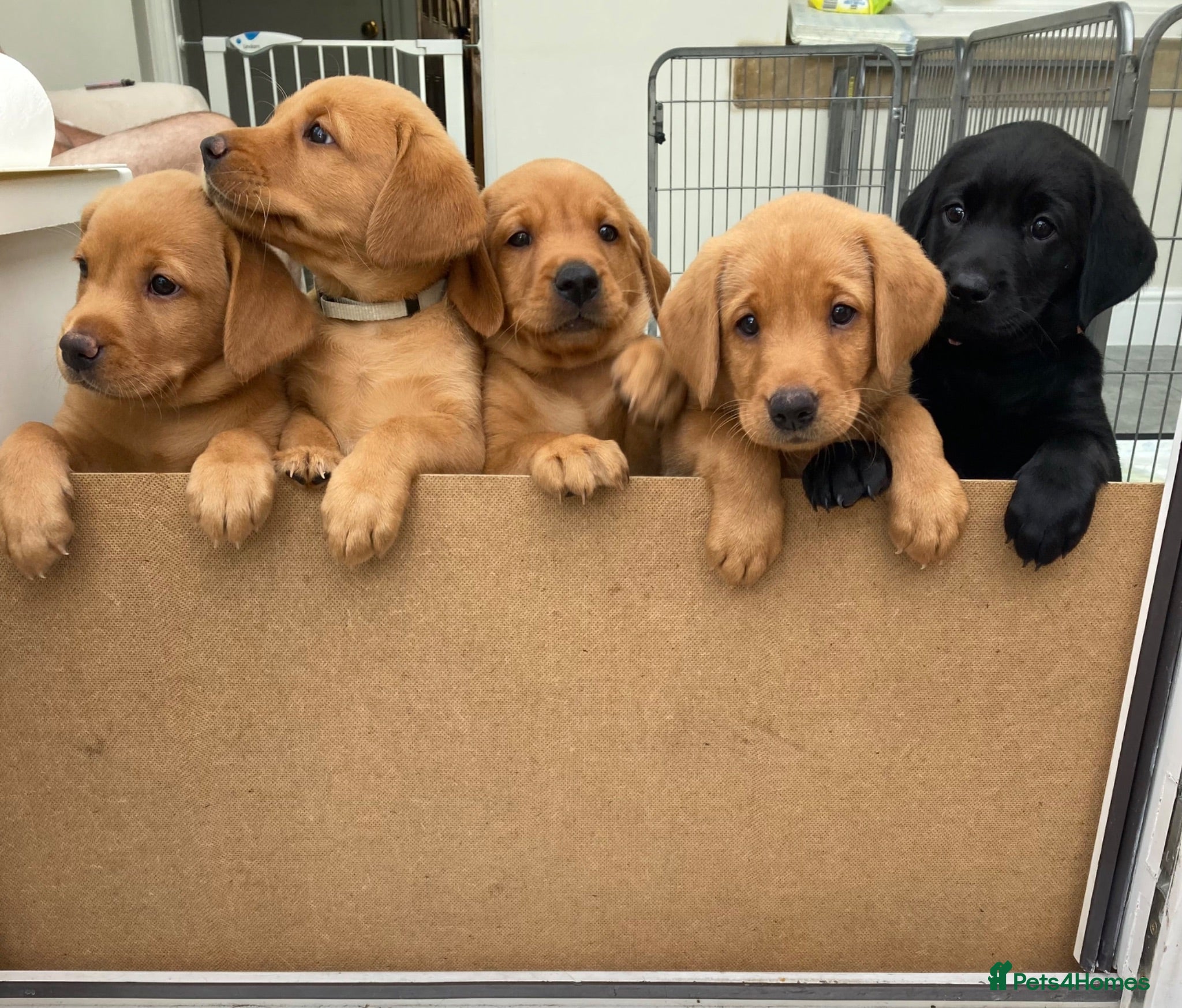 Labrador Retriever dogs 8 Stunning Fox Red & Black Labrador Puppies - Advert 1