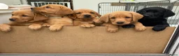 Labrador Retriever dogs for sale: 8 Stunning Fox Red & Black Labrador Puppies in Walsall - Advert 1