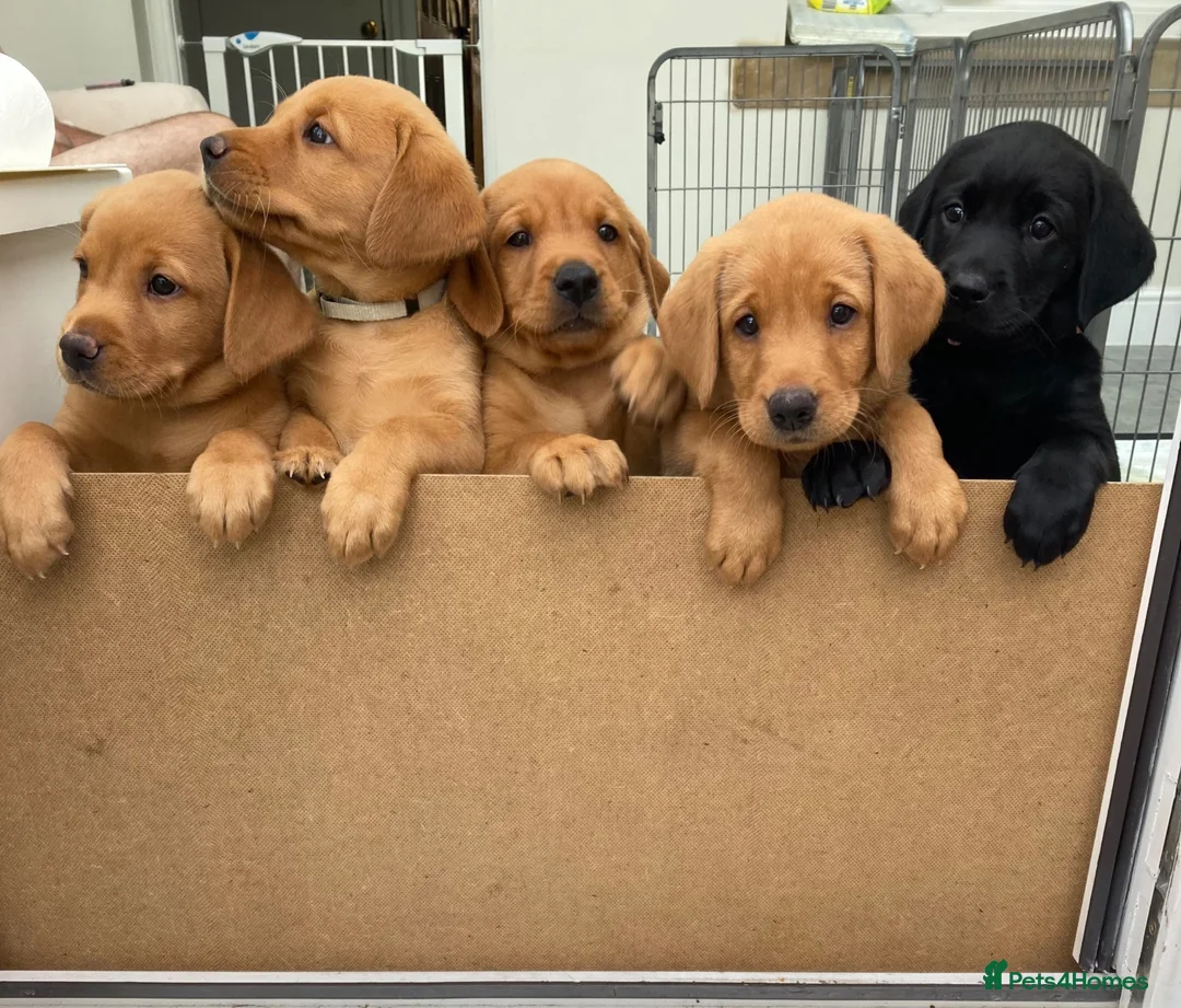 Labrador Retriever dogs for sale: 8 Stunning Fox Red & Black Labrador Puppies in Walsall - Advert 1