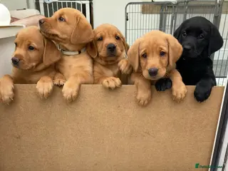 Labrador Retriever dogs 8 Stunning Fox Red & Black Labrador Puppies - Advert 1